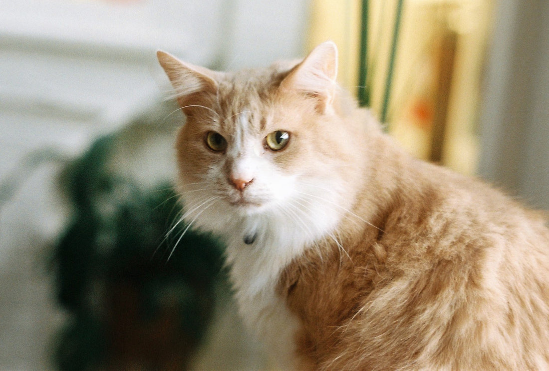 The Unique Nutritional Needs of Cats