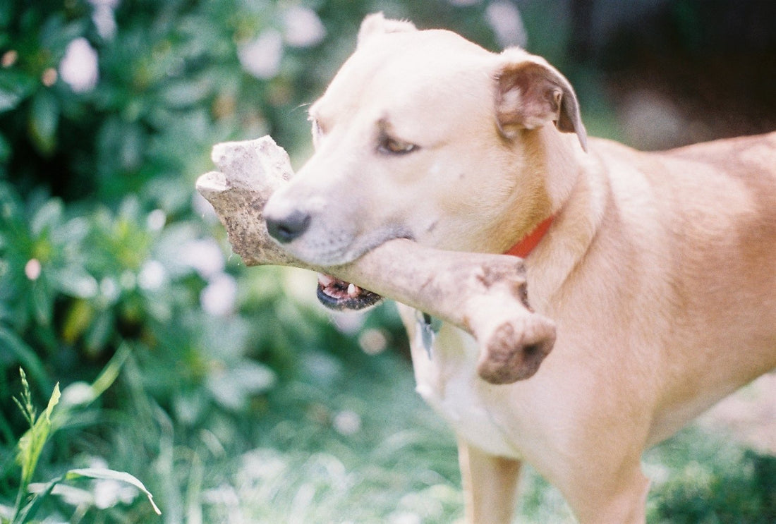 Give Your Dog A Bone Part II