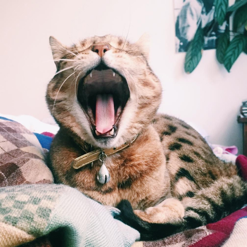 Cats