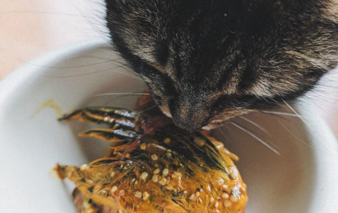 Wildly balanced recipe for cats