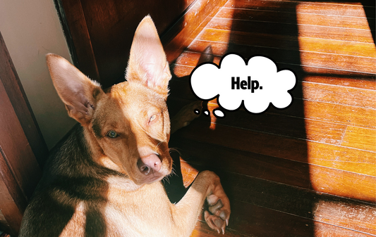 Why is my dog so itchy?!