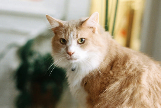 The Unique Nutritional Needs of Cats