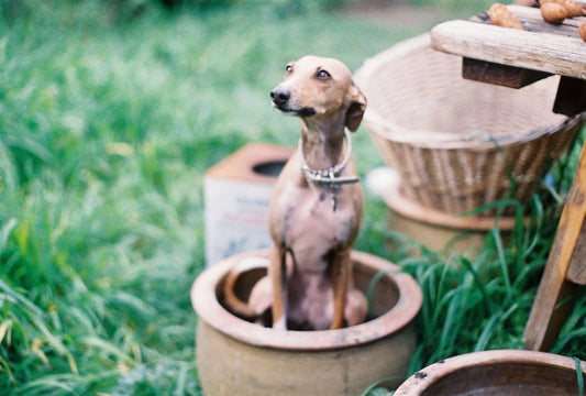 She's a Raaainbow... Balancing Your Pet's Diet with Plants.