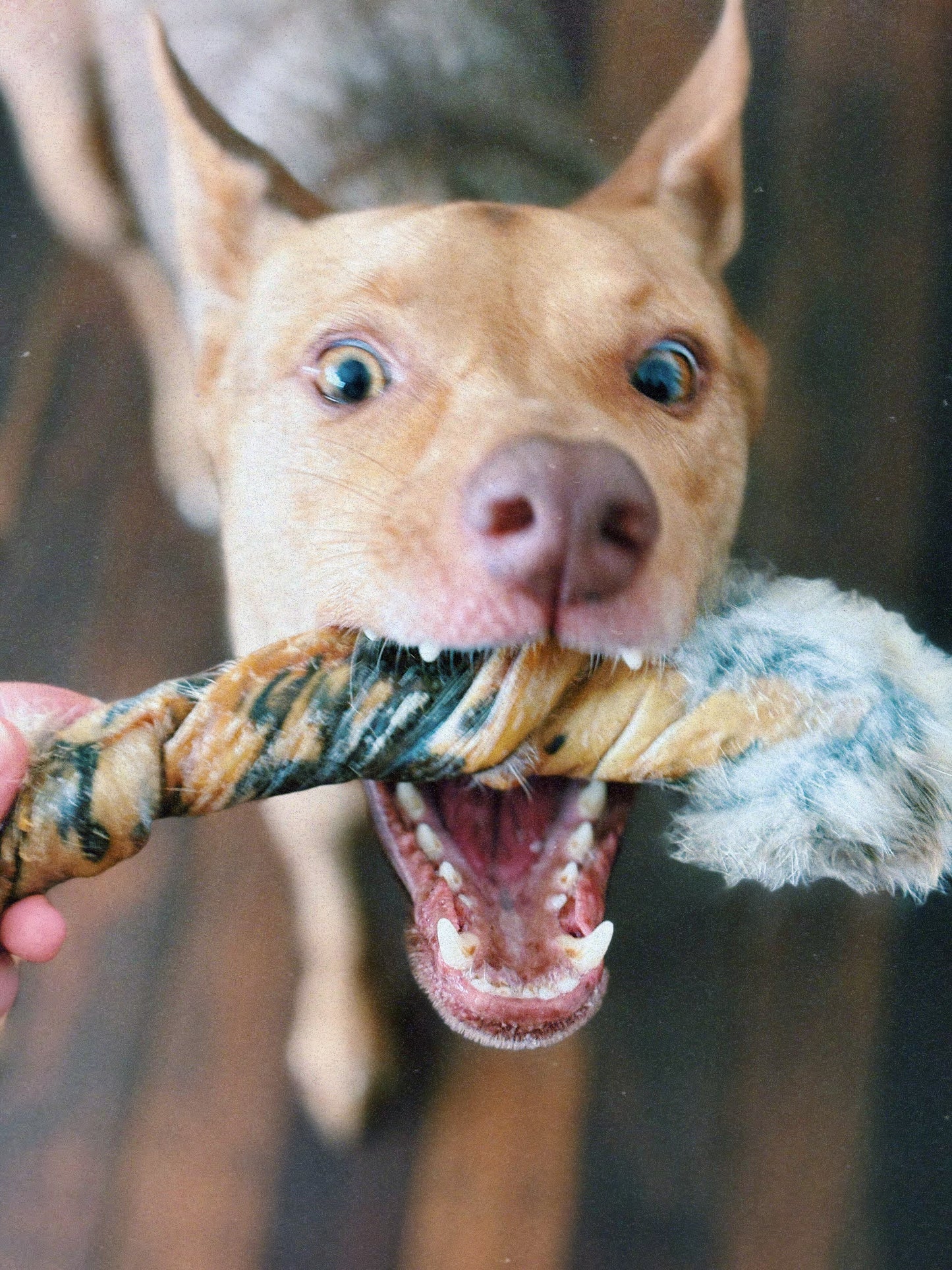 Wild Rabbit Hide Twists