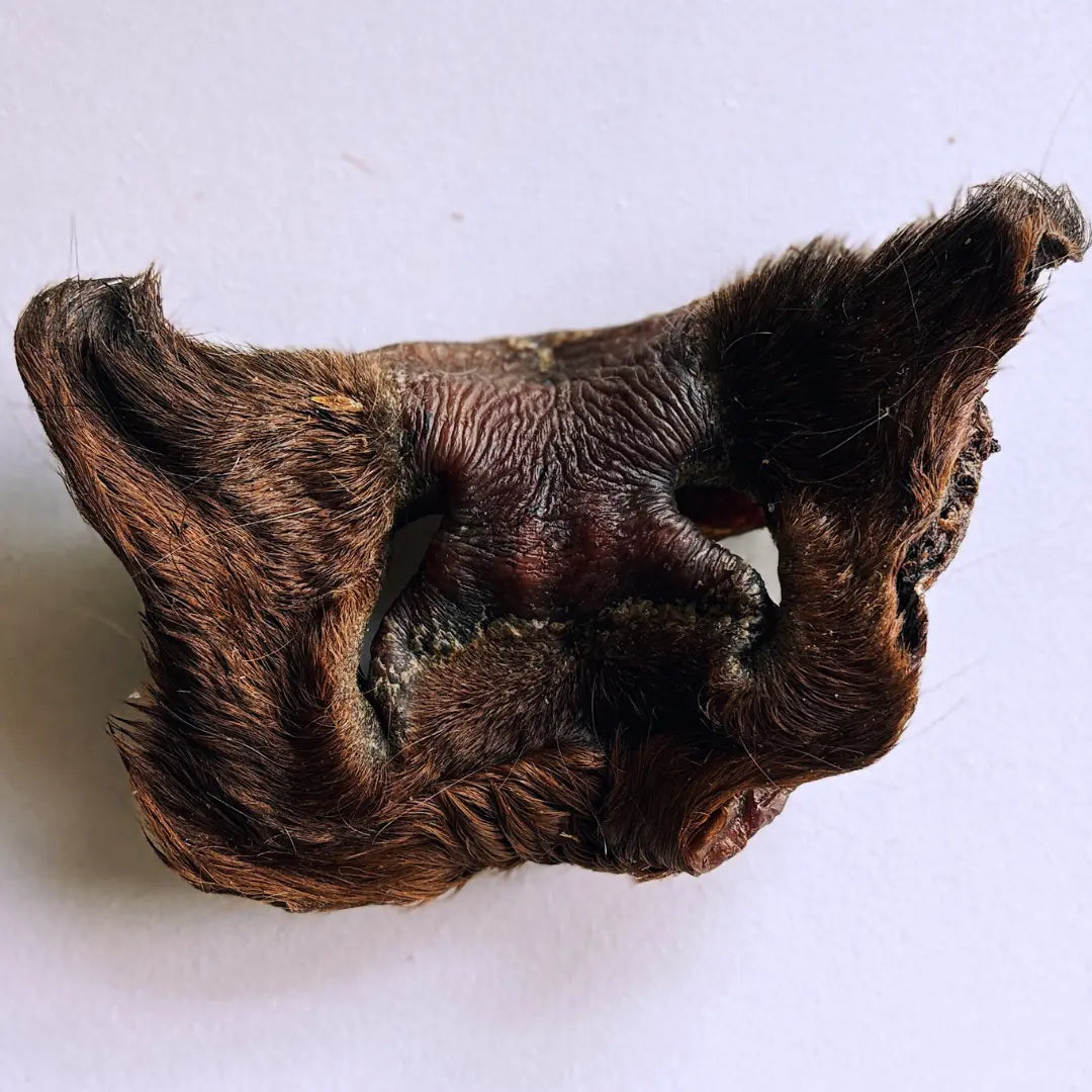 (Halloween 2026 Free Gift) Furry Cow Face