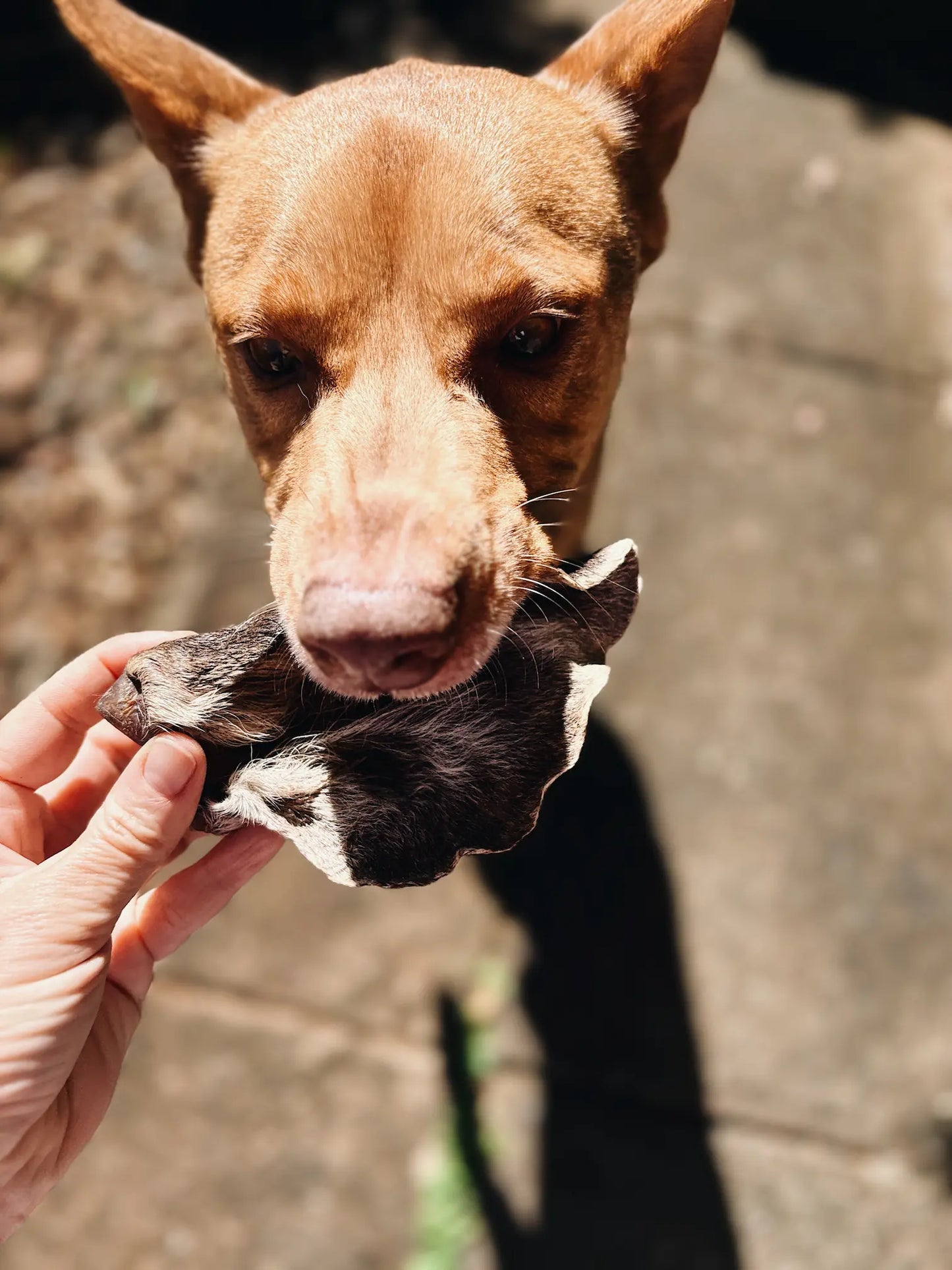 Furry Venison Ears