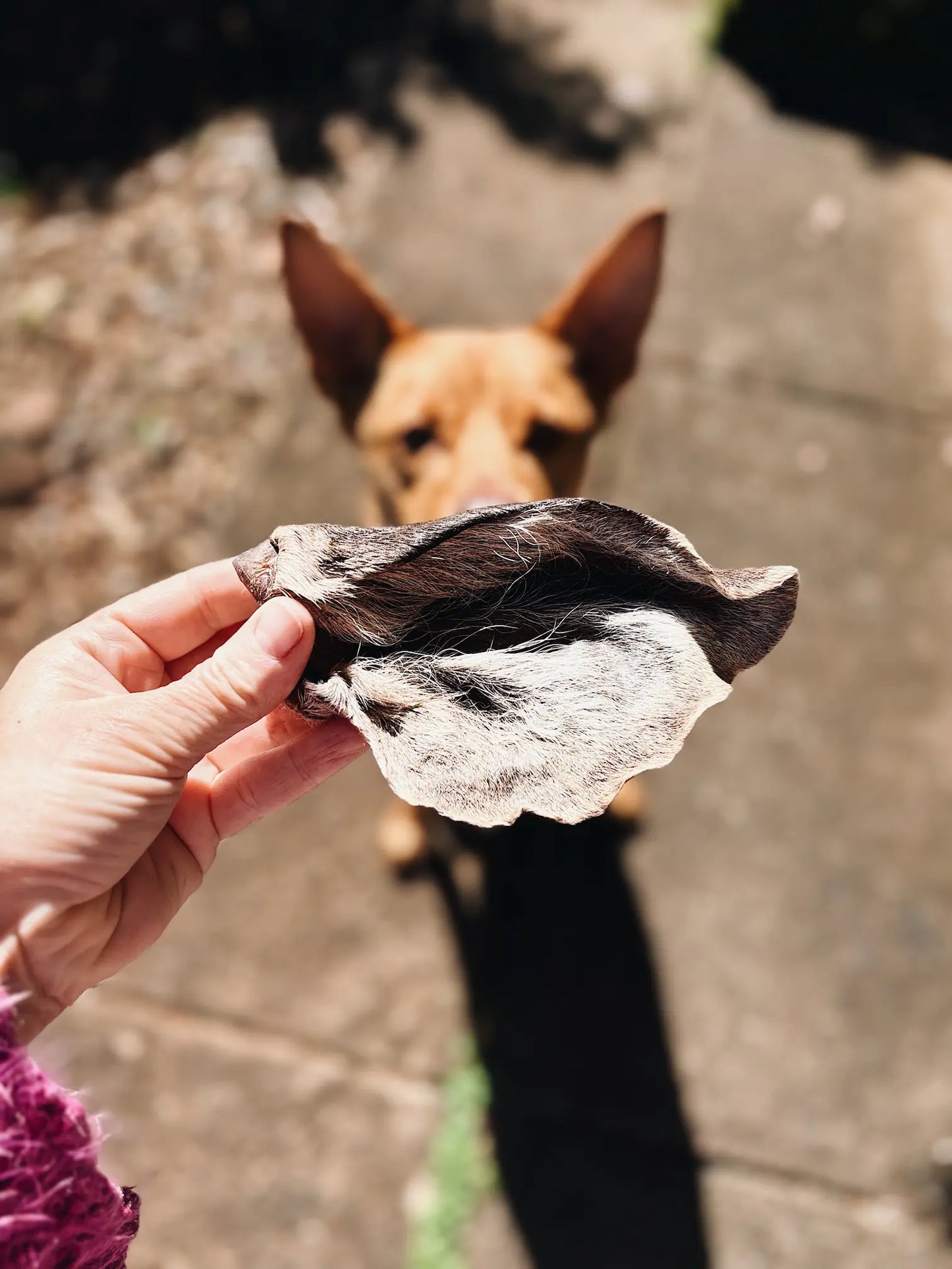 Furry Venison Ears