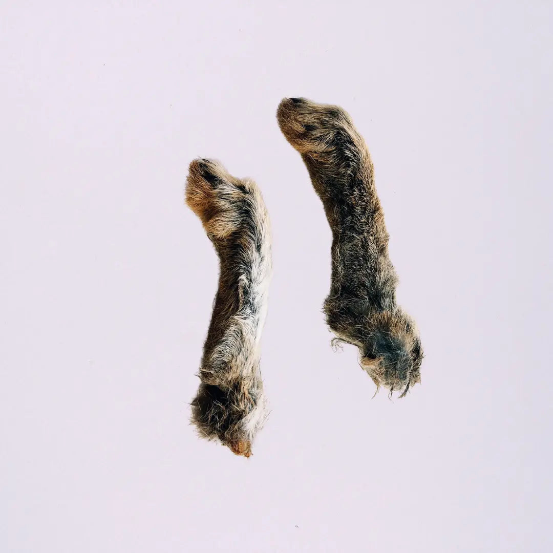Wild Rabbit Legs